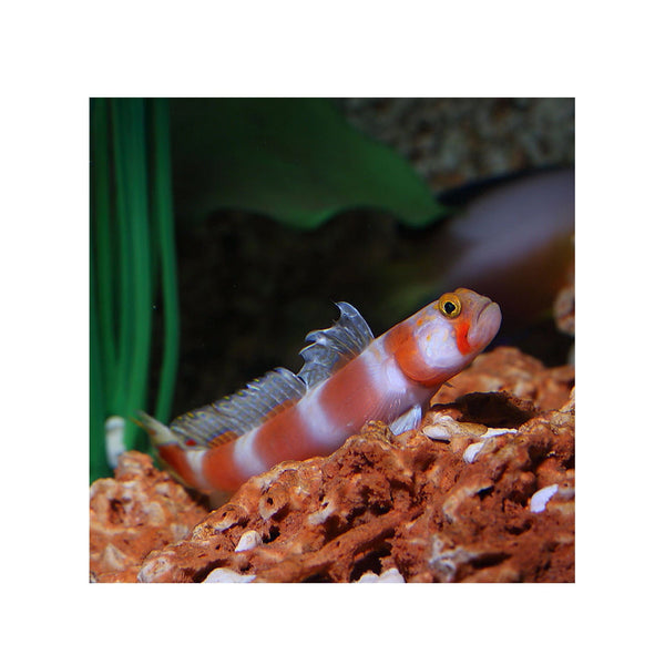 BPK Farm LIVE STOCK Sunburst Goby