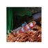 files/bpk-farm-live-stock-sunburst-goby-40588249333990.jpg