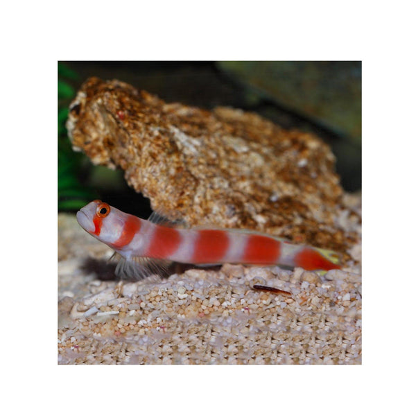 BPK Farm LIVE STOCK Sunburst Goby