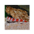 files/bpk-farm-live-stock-sunburst-goby-40588249661670.jpg