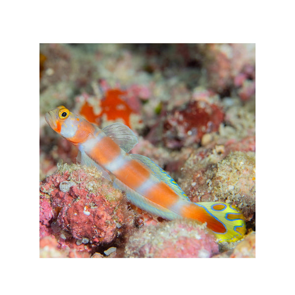 BPK Farm LIVE STOCK Sunburst Goby