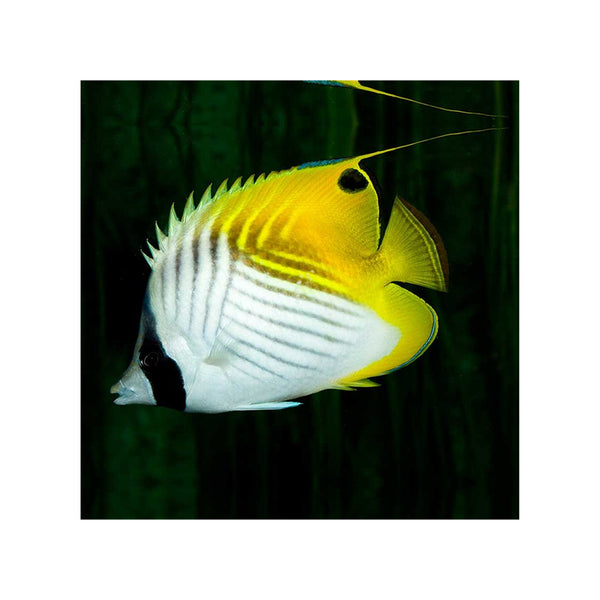 BPK Farm LIVE STOCK Threadfin Butterfly - (Chaetodon auriga)