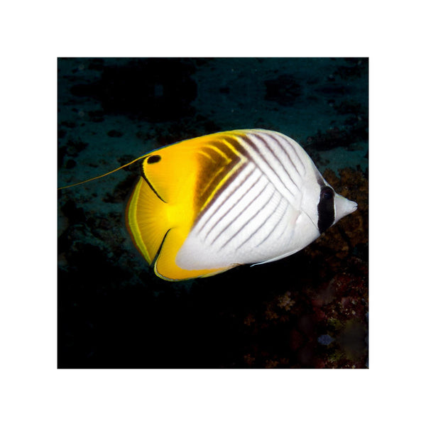 BPK Farm LIVE STOCK Threadfin Butterfly - (Chaetodon auriga)