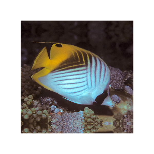 BPK Farm LIVE STOCK Threadfin Butterfly - (Chaetodon auriga)