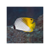 BPK Farm LIVE STOCK Threadfin Butterfly - (Chaetodon auriga)