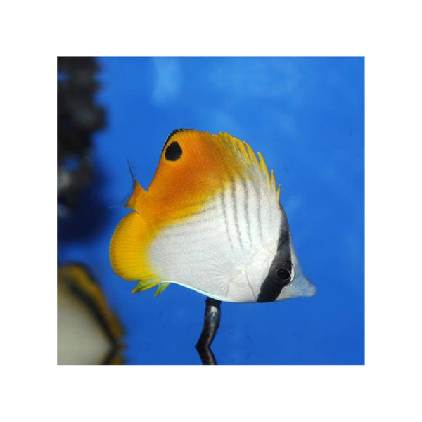 BPK Farm LIVE STOCK Threadfin Butterfly - (Chaetodon auriga)