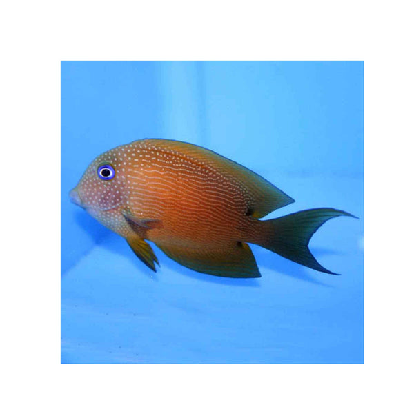 BPK Farm LIVE STOCK Two Spot Bristletooth Tang - (Ctenochaetus binotatus)