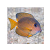 BPK Farm LIVE STOCK Two Spot Bristletooth Tang - (Ctenochaetus binotatus)