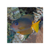 BPK Farm LIVE STOCK Two Spot Bristletooth Tang - (Ctenochaetus binotatus)