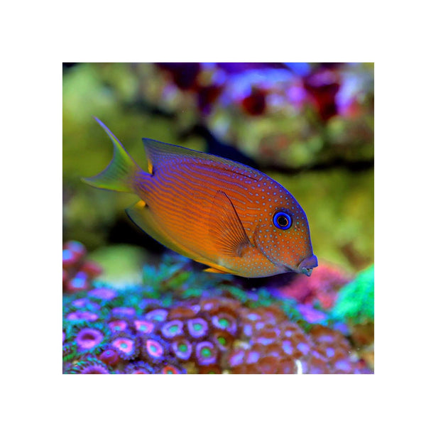 BPK Farm LIVE STOCK Two Spot Bristletooth Tang - (Ctenochaetus binotatus)