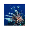 BPK Farm LIVE STOCK Volitan Lionfish - (Pterois volitans)