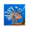 BPK Farm LIVE STOCK Volitan Lionfish - (Pterois volitans)