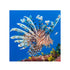 files/bpk-farm-live-stock-volitan-lionfish-pterois-volitans-40584494940390.jpg