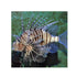 files/bpk-farm-live-stock-volitan-lionfish-pterois-volitans-40584494973158.jpg