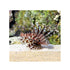 BPK Farm LIVE STOCK Volitan Lionfish - (Pterois volitans)