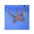 files/bpk-farm-live-stock-volitan-lionfish-pterois-volitans-40584495235302.jpg