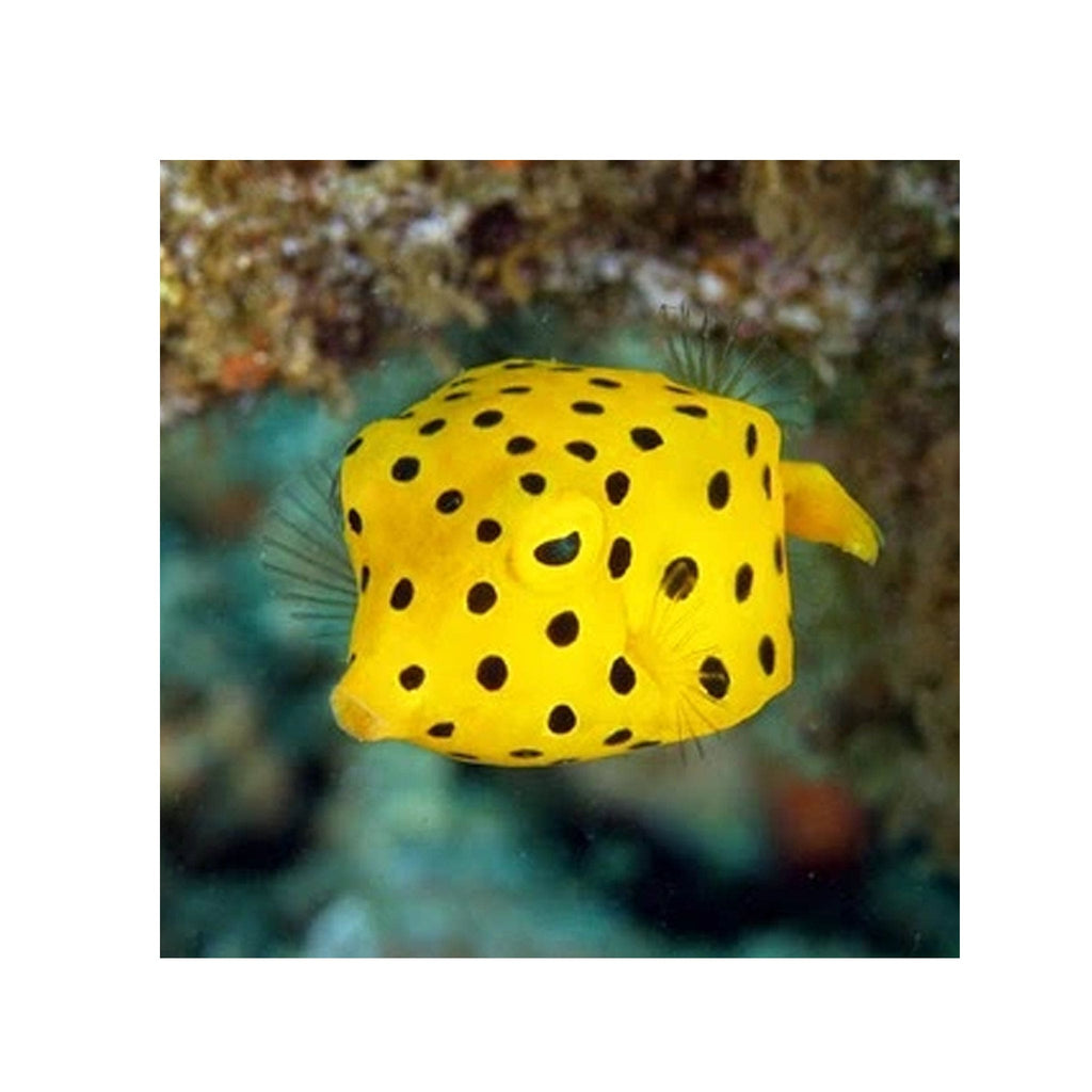 bpk-farm-live-stock-yellow-box-fish-40474768408806_1024x1024.jpg?v ...