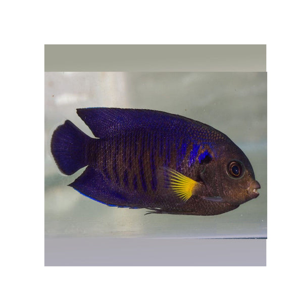 BPK Farm LIVE STOCK Yellow Fin Angelfish