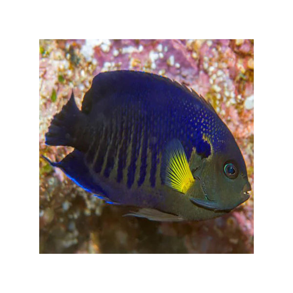 BPK Farm LIVE STOCK Yellow Fin Angelfish