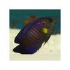 BPK Farm LIVE STOCK Yellow Fin Angelfish