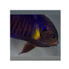 BPK Farm LIVE STOCK Yellow Fin Angelfish