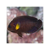 BPK Farm LIVE STOCK Yellow Fin Angelfish