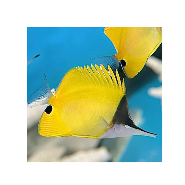 BPK Farm LIVE STOCK Yellow Longnose Butterflyfish