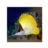 BPK Farm LIVE STOCK Yellow Longnose Butterflyfish