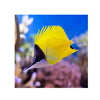 BPK Farm LIVE STOCK Yellow Longnose Butterflyfish