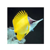 BPK Farm LIVE STOCK Yellow Longnose Butterflyfish