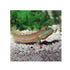 files/bpk-farm-live-stock-yellow-watchman-goby-40516666949862.jpg