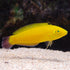 BPK Farm LIVE STOCK Yellow Wrasse - Halichoeres chrysus