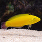 Yellow Wrasse - Halichoeres chrysus