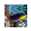 BPK Farm LIVE STOCK Yellowchest Twist Wrasse - (Anampses twistii)