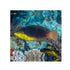 BPK Farm LIVE STOCK Yellowchest Twist Wrasse - (Anampses twistii)