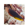 BPK Farm LIVE STOCK Yellowchest Twist Wrasse - (Anampses twistii)