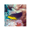 BPK Farm LIVE STOCK Yellowchest Twist Wrasse - (Anampses twistii)