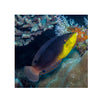 BPK Farm LIVE STOCK Yellowchest Twist Wrasse - (Anampses twistii)