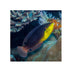 files/bpk-farm-live-stock-yellowchest-twist-wrasse-anampses-twistii-40516761813222.jpg