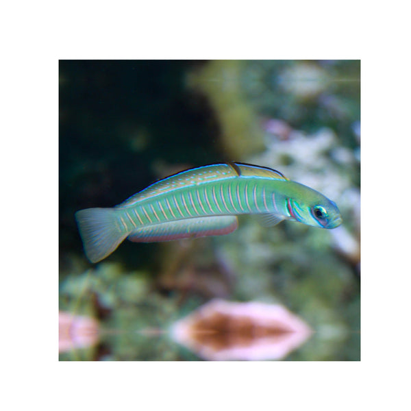 BPK Farm LIVE STOCK Zebra barred Dartfish