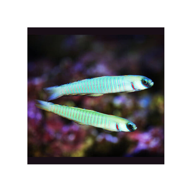 BPK Farm LIVE STOCK Zebra barred Dartfish