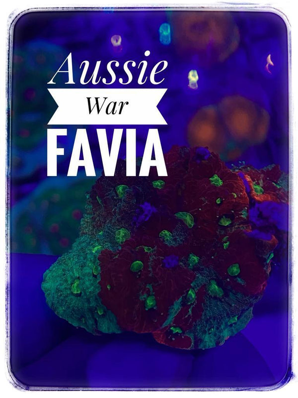 BPK LIVE STOCK Aussie War Favia