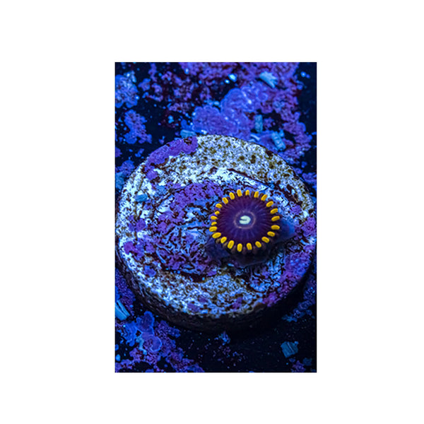 BPK LIVE STOCK Black Hornet Zoanthids