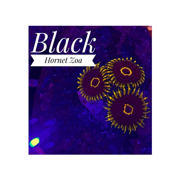 BPK LIVE STOCK Black Hornet Zoanthids