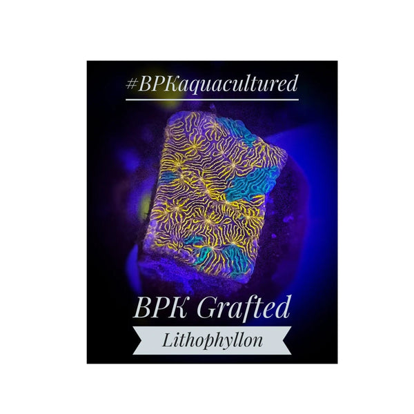 BPK LIVE STOCK BPK Grafted Lithophyllon