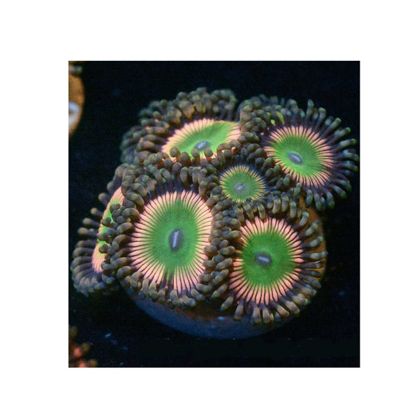 BPK LIVE STOCK Candy Apple Pink Zoanthids