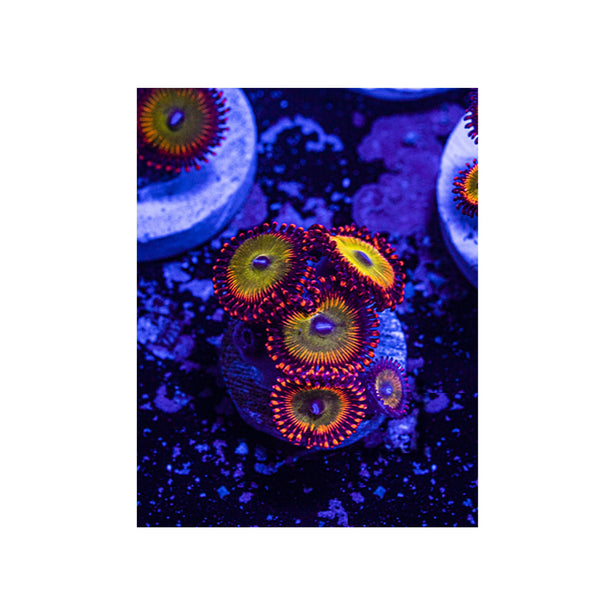 BPK LIVE STOCK Candy Apple Red Zoanthids