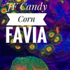 BPK LIVE STOCK Candy Corn Favia