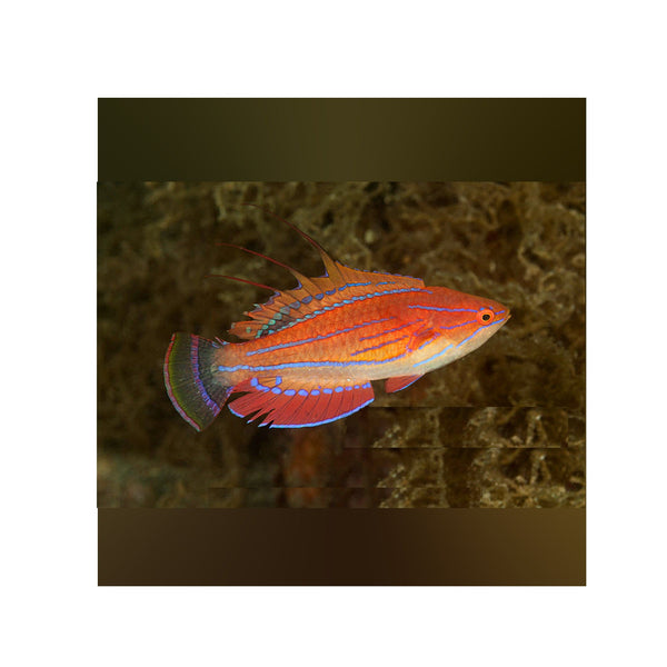 BPK LIVE STOCK Carpenter's Flasher Wrasse - (Paracheilinus carpenteri)