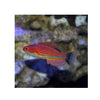 BPK LIVE STOCK Carpenter's Flasher Wrasse - (Paracheilinus carpenteri)